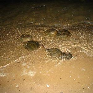 horseshoe crabs in the water